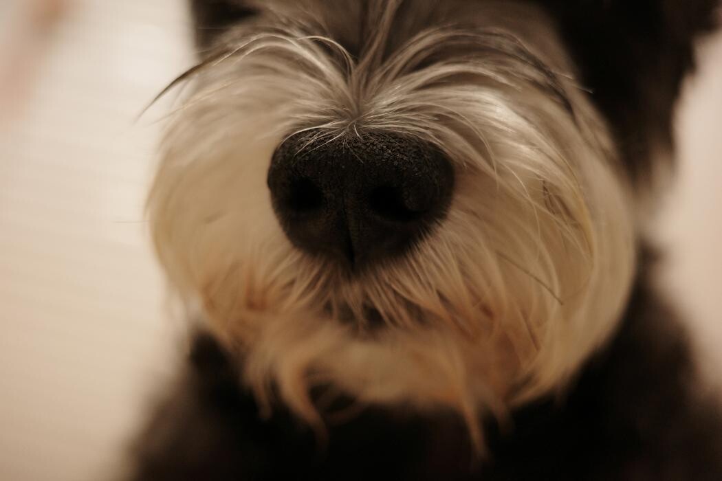 Images Pampered Pups