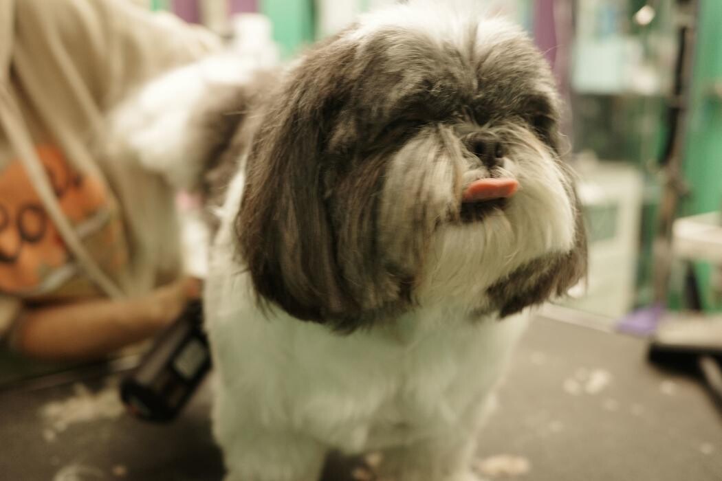 Images Pampered Pups