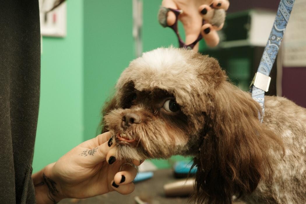 Images Pampered Pups