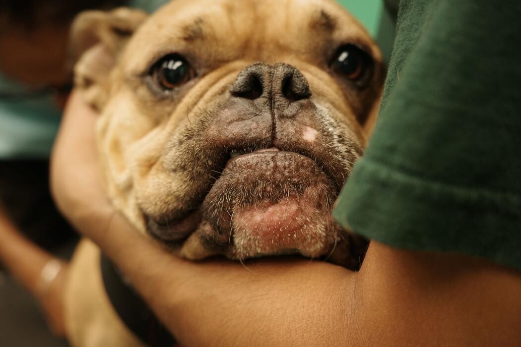 Images Pampered Pups