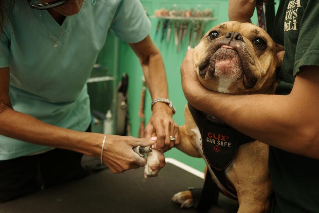 Images Pampered Pups