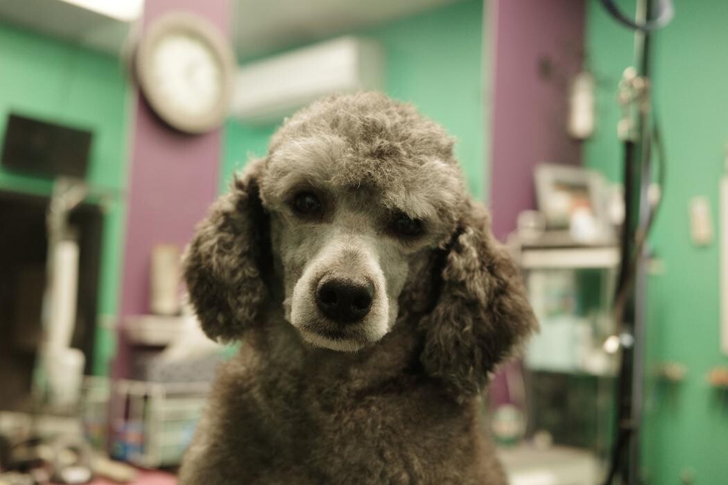 Images Pampered Pups