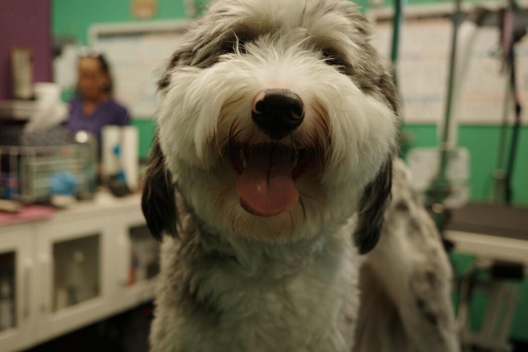 Images Pampered Pups