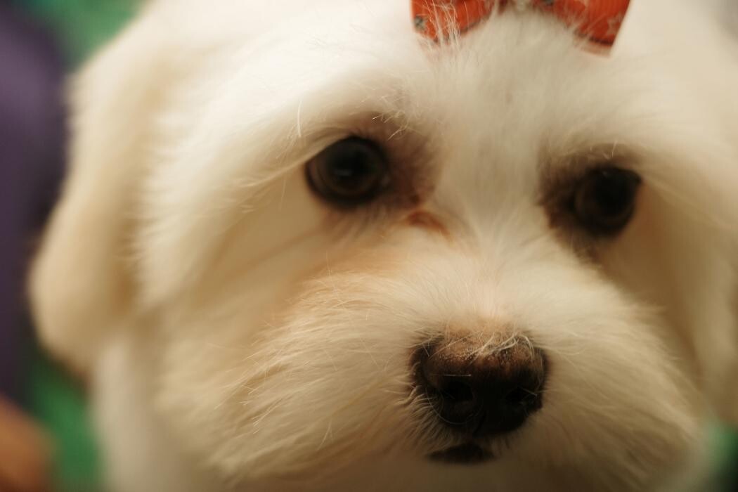 Images Pampered Pups