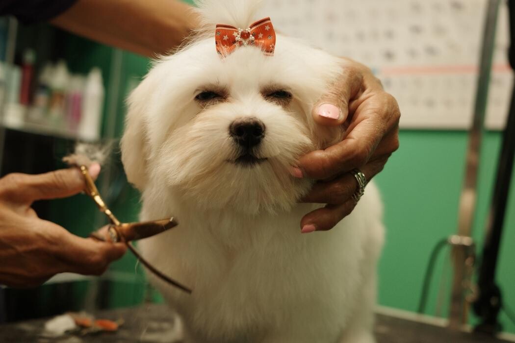 Images Pampered Pups