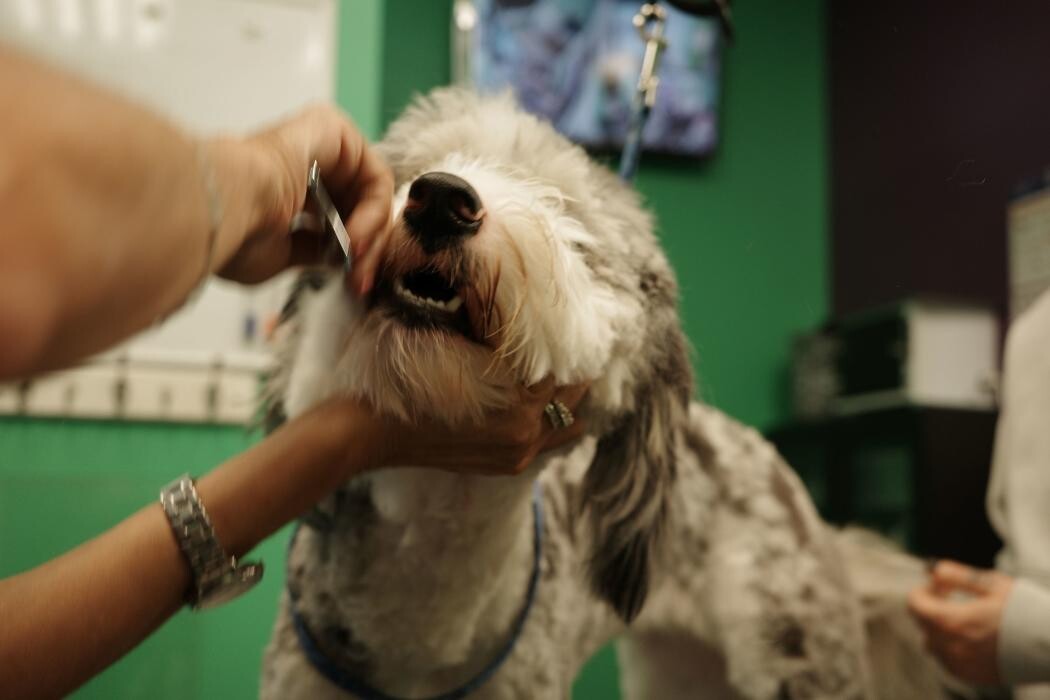 Images Pampered Pups