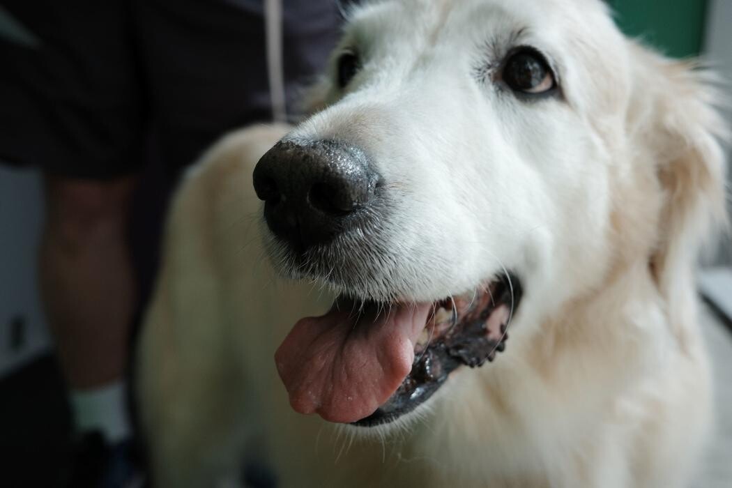 Images Pampered Pups