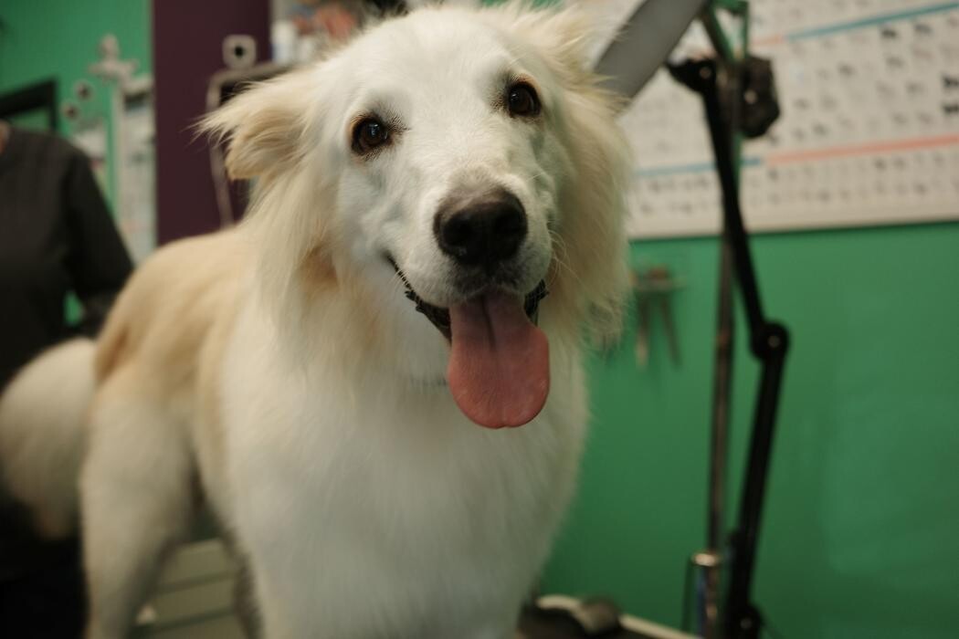 Images Pampered Pups