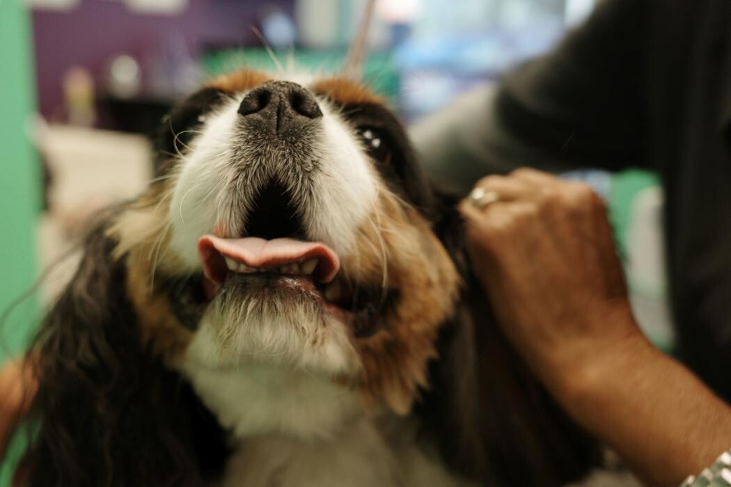 Images Pampered Pups
