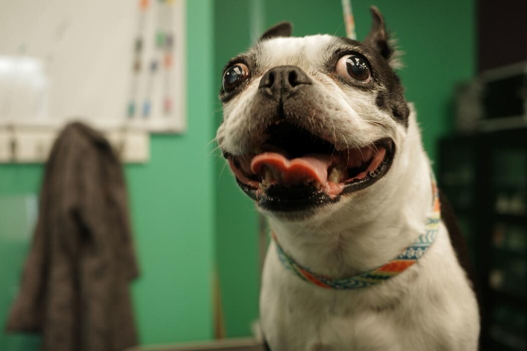 Images Pampered Pups