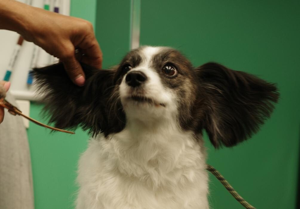 Images Pampered Pups