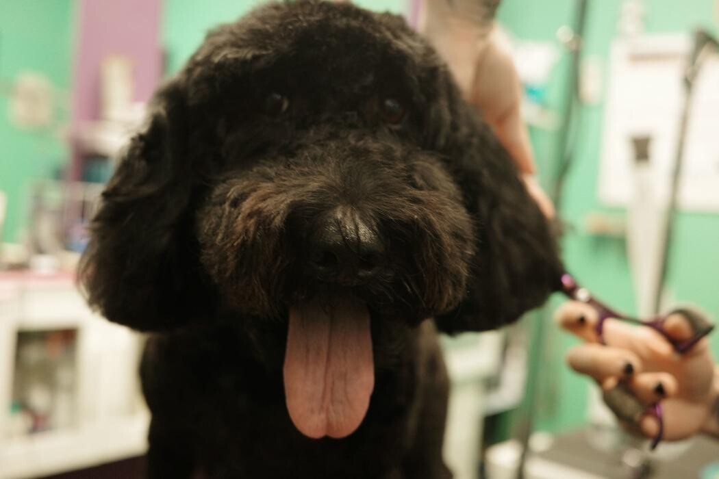 Images Pampered Pups