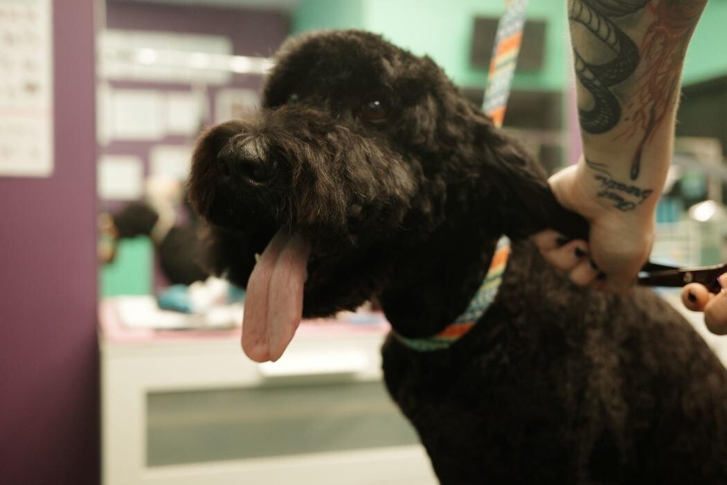 Images Pampered Pups