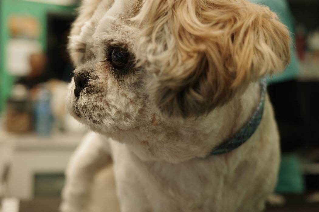 Images Pampered Pups