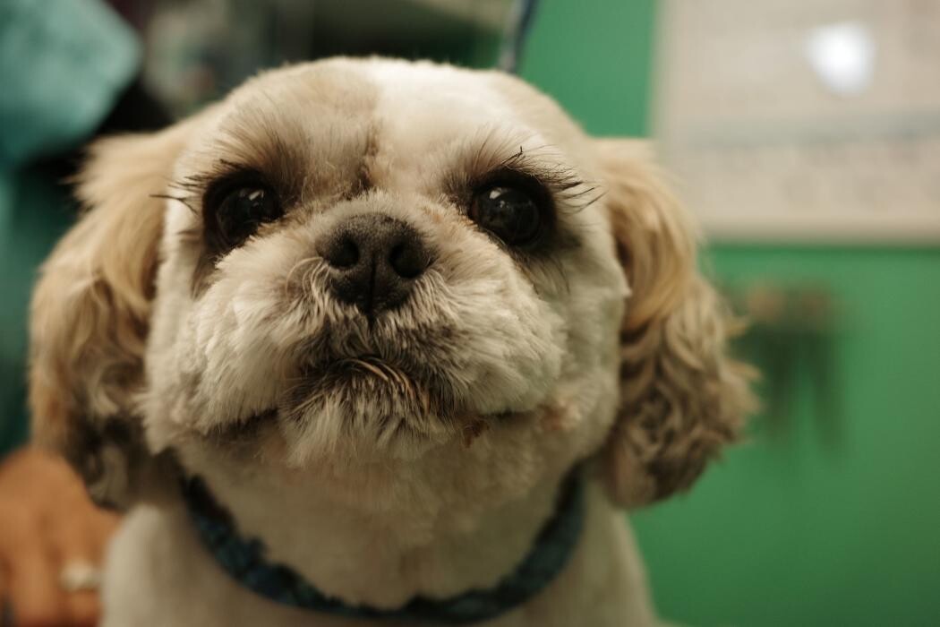 Images Pampered Pups
