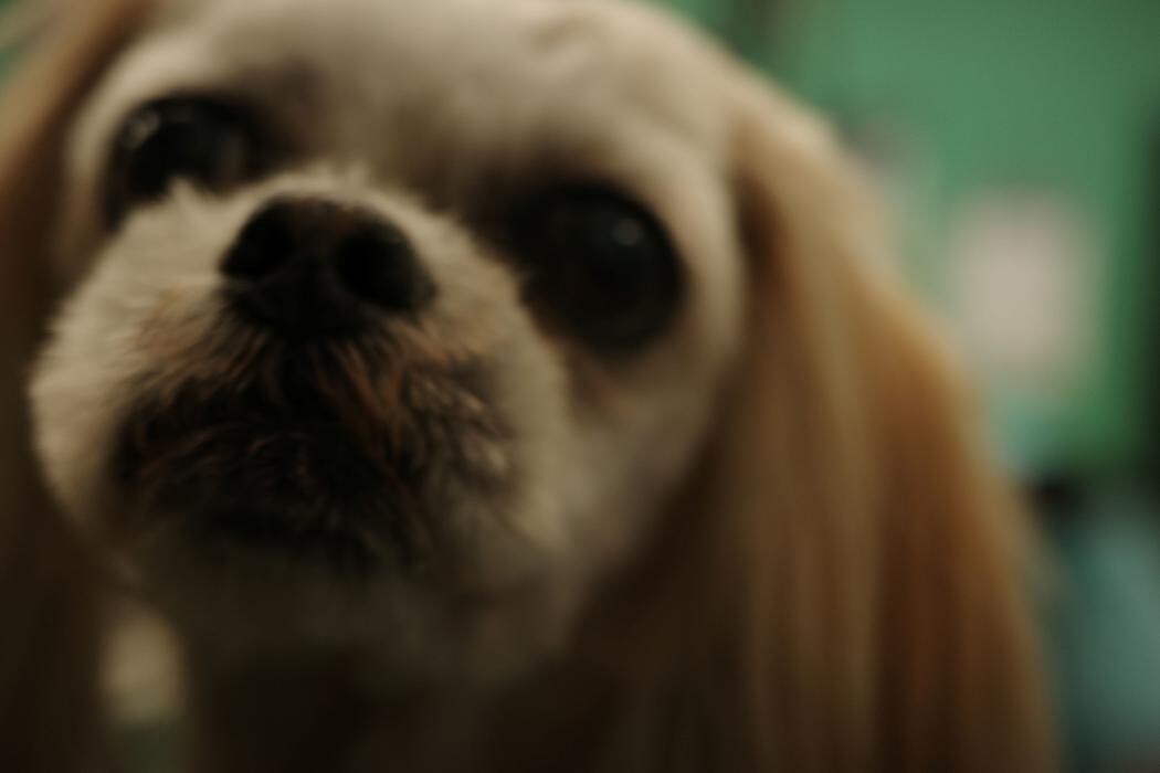 Images Pampered Pups