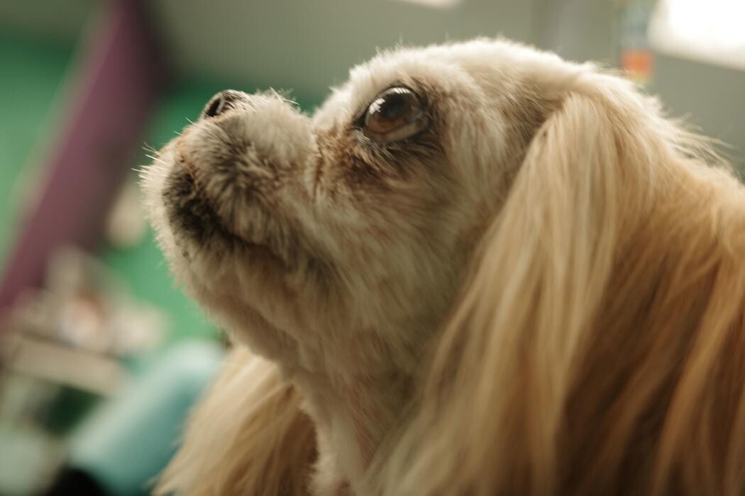 Images Pampered Pups
