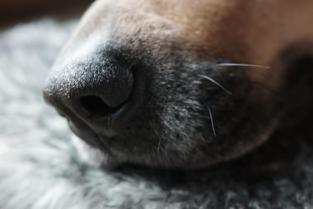 Images Pampered Pups