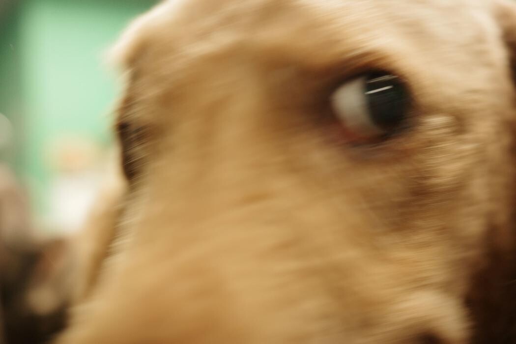 Images Pampered Pups
