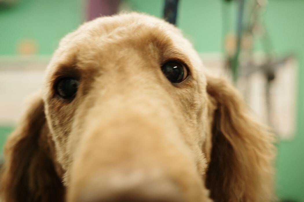 Images Pampered Pups
