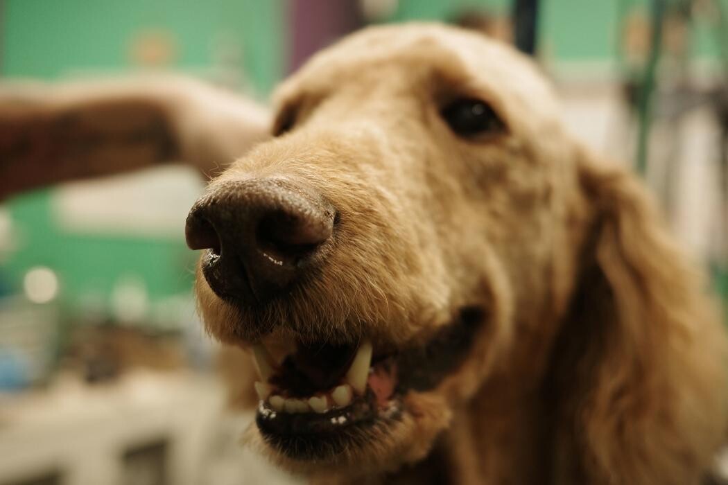 Images Pampered Pups
