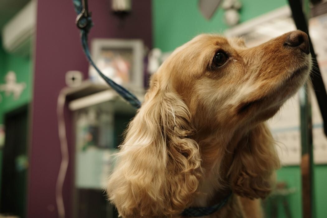 Images Pampered Pups