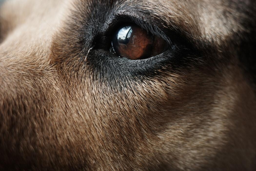 Images Pampered Pups