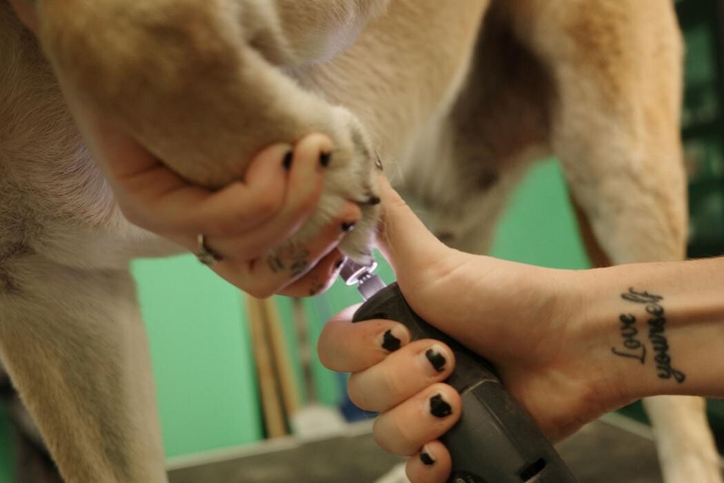Images Pampered Pups