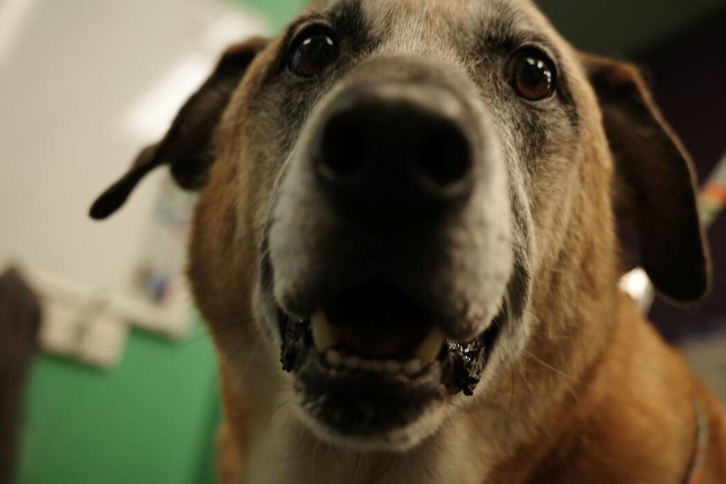 Images Pampered Pups