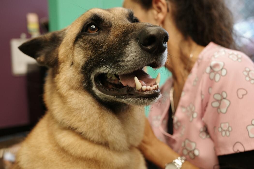 Images Pampered Pups