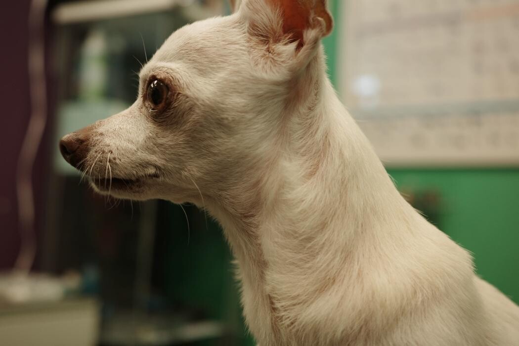 Images Pampered Pups