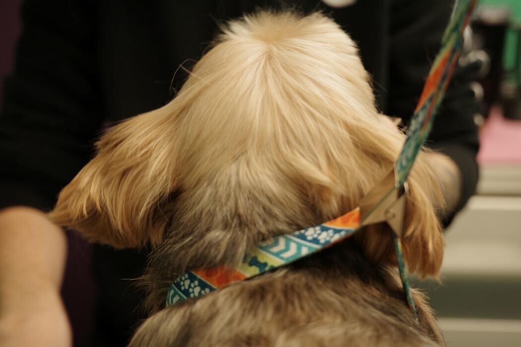 Images Pampered Pups
