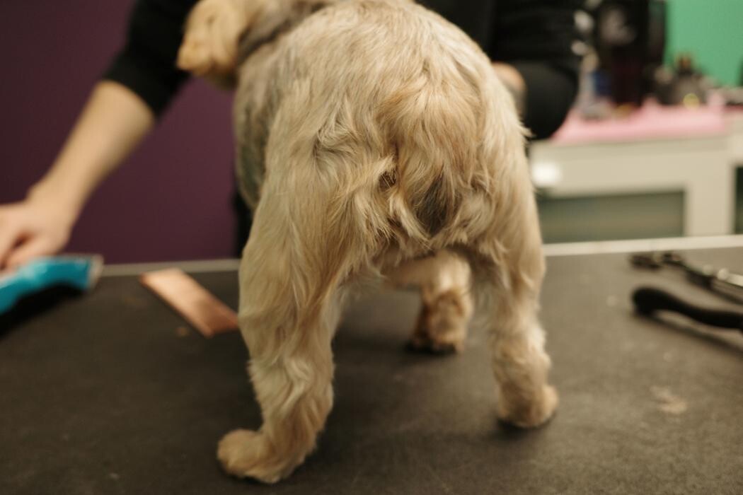 Images Pampered Pups