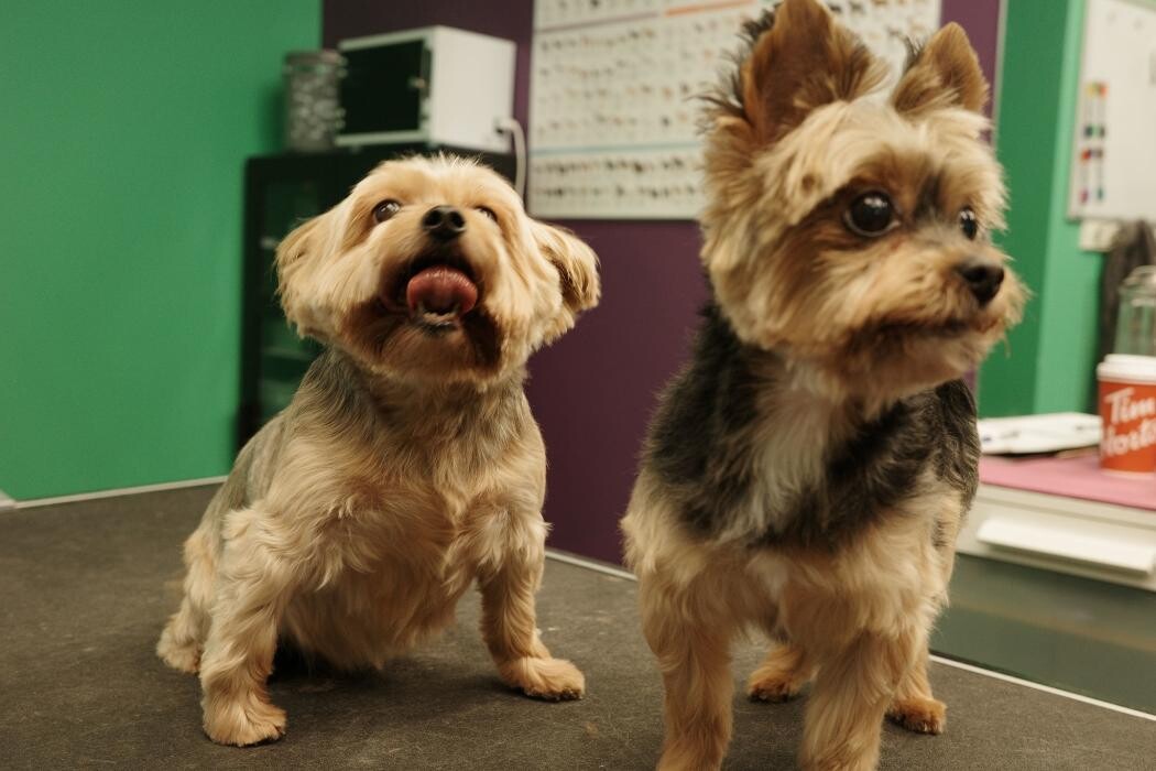 Images Pampered Pups