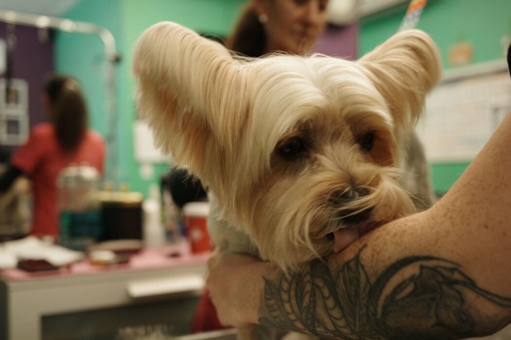Images Pampered Pups