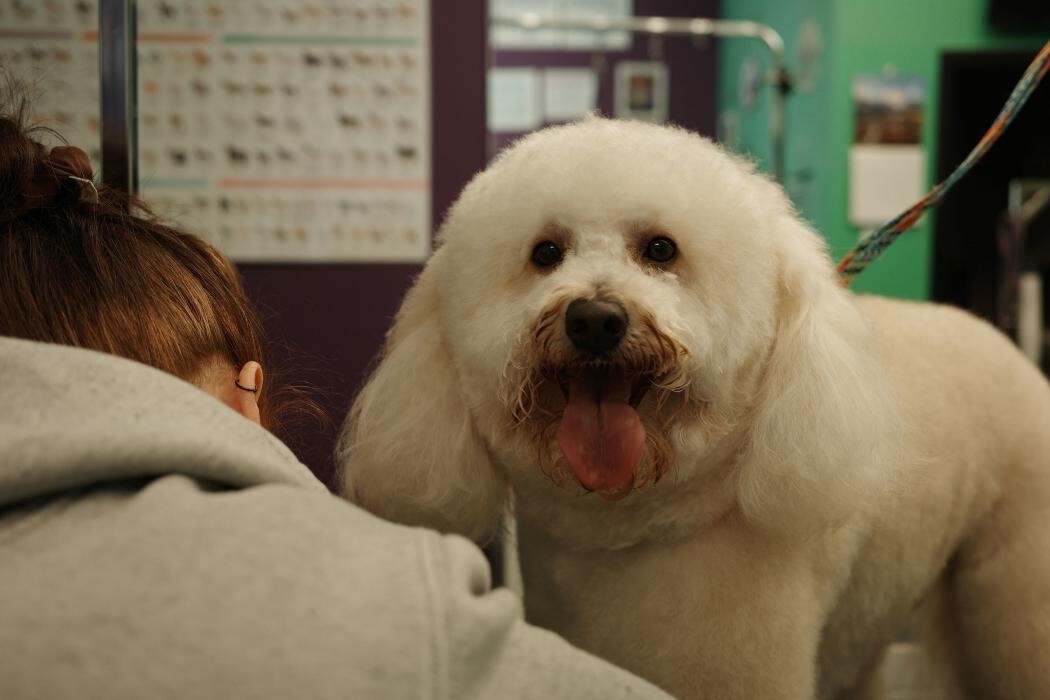 Images Pampered Pups