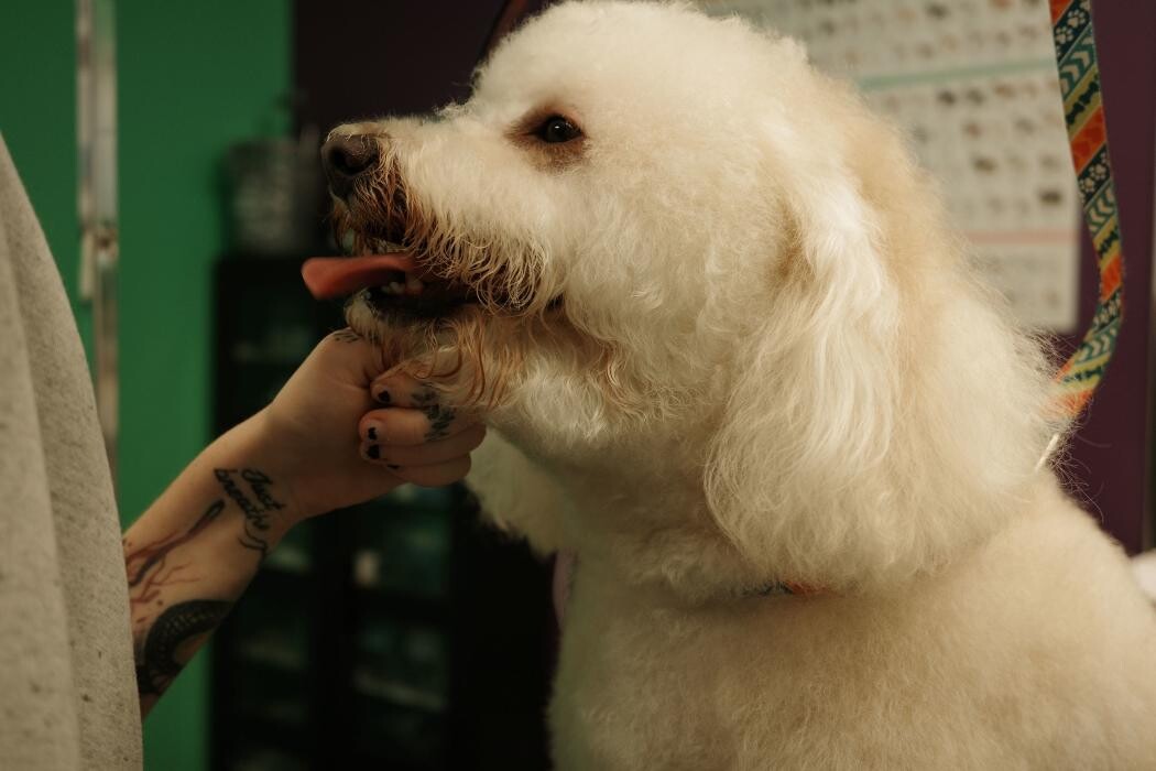 Images Pampered Pups