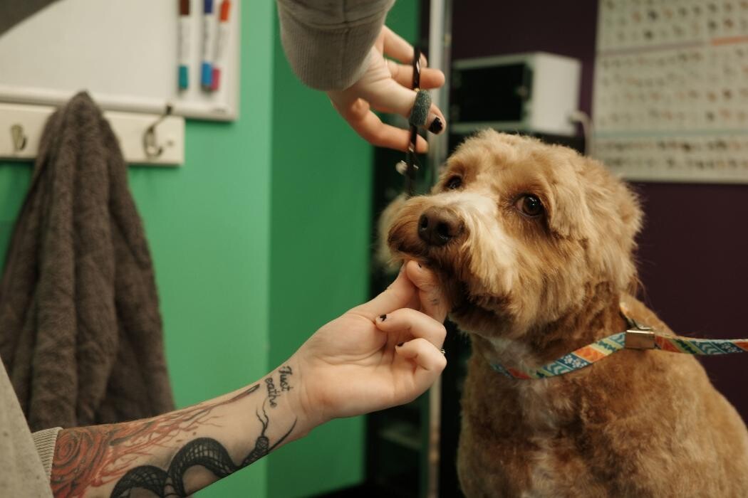 Images Pampered Pups