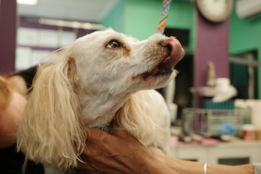 Images Pampered Pups