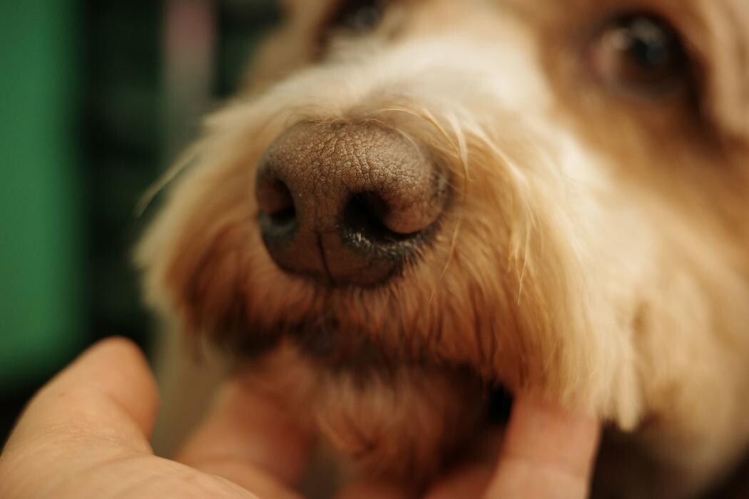 Images Pampered Pups