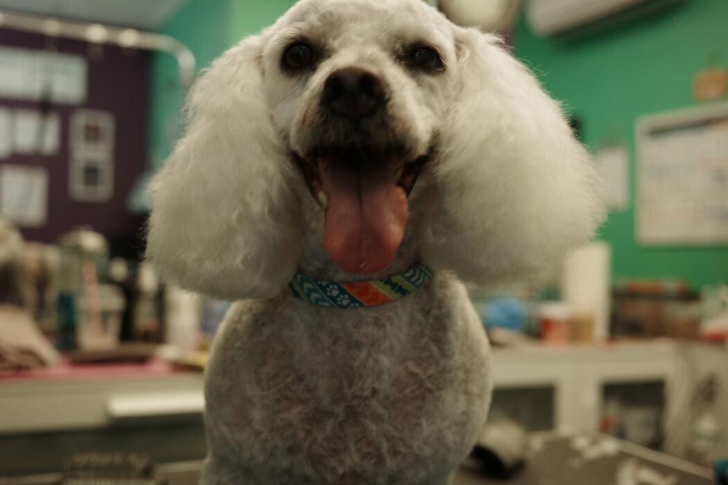 Images Pampered Pups