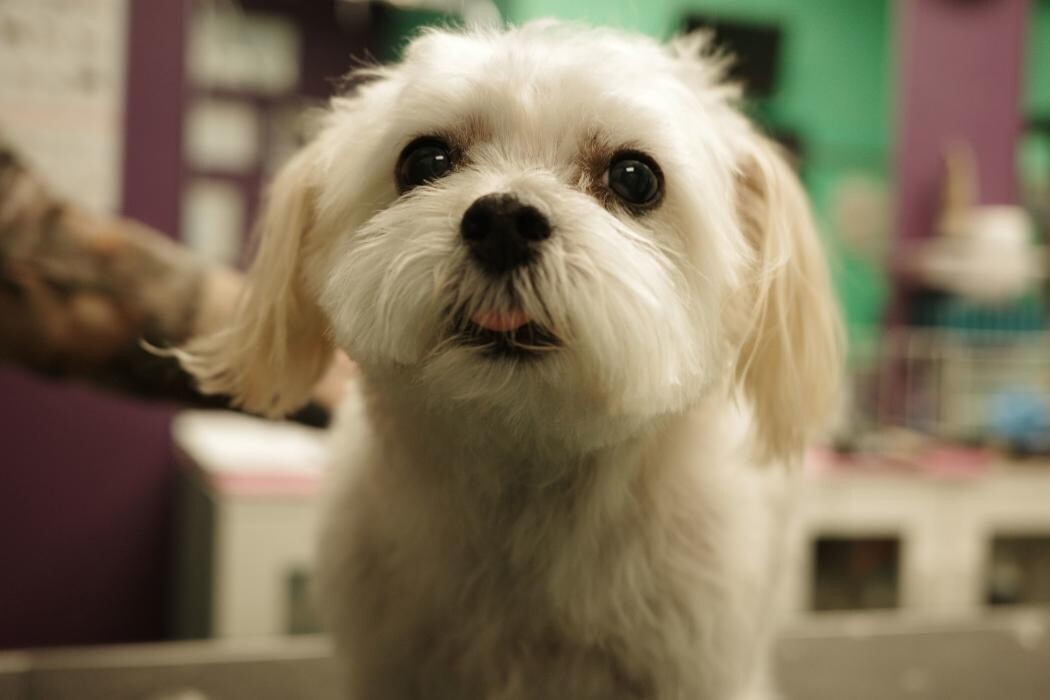 Images Pampered Pups