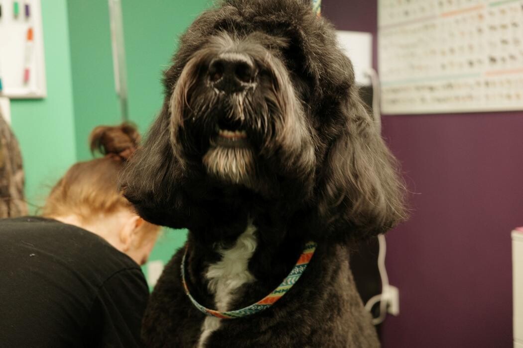 Images Pampered Pups
