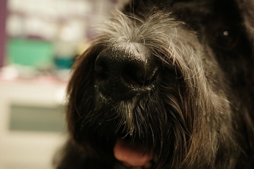 Images Pampered Pups