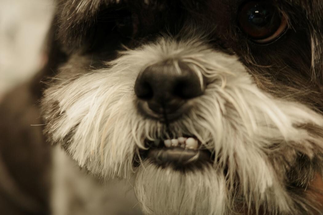 Images Pampered Pups