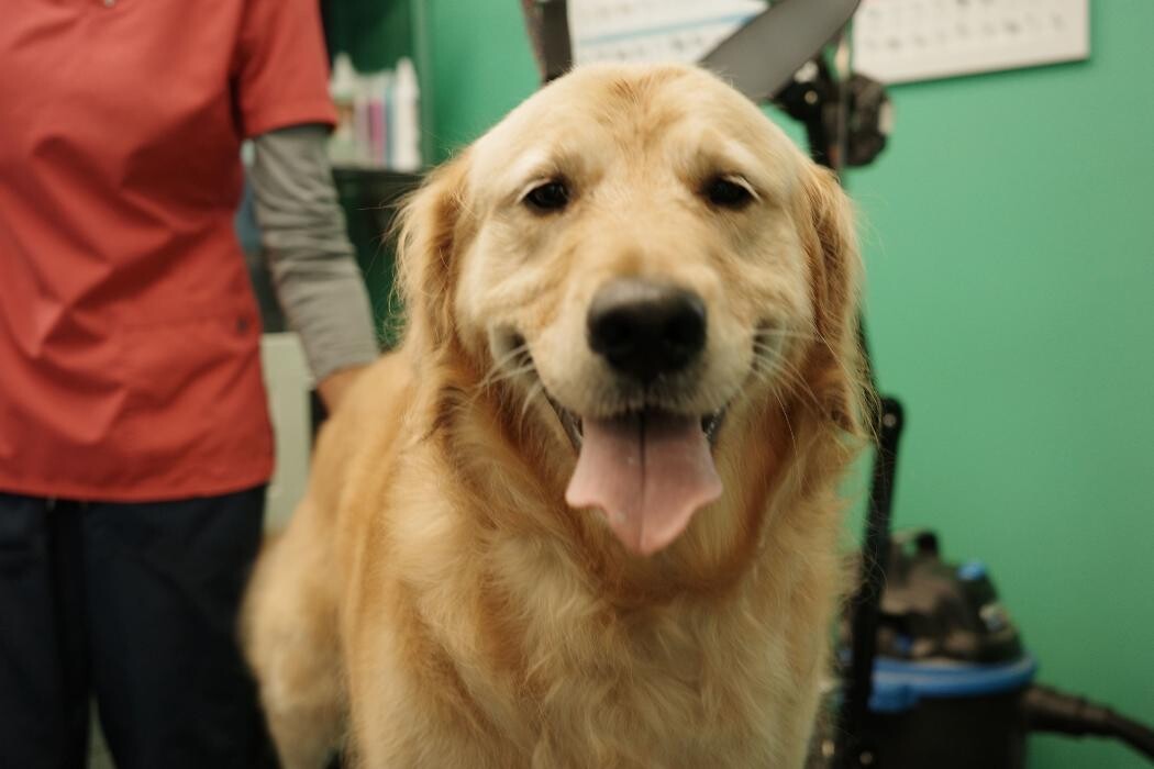 Images Pampered Pups
