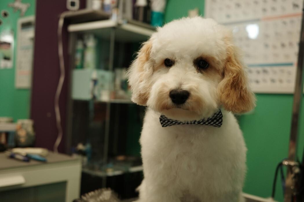 Images Pampered Pups
