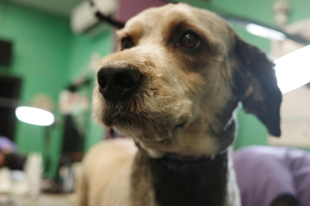 Images Pampered Pups