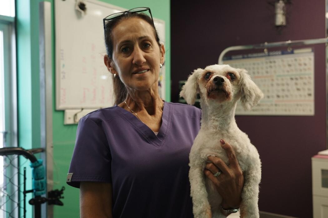 Images Pampered Pups