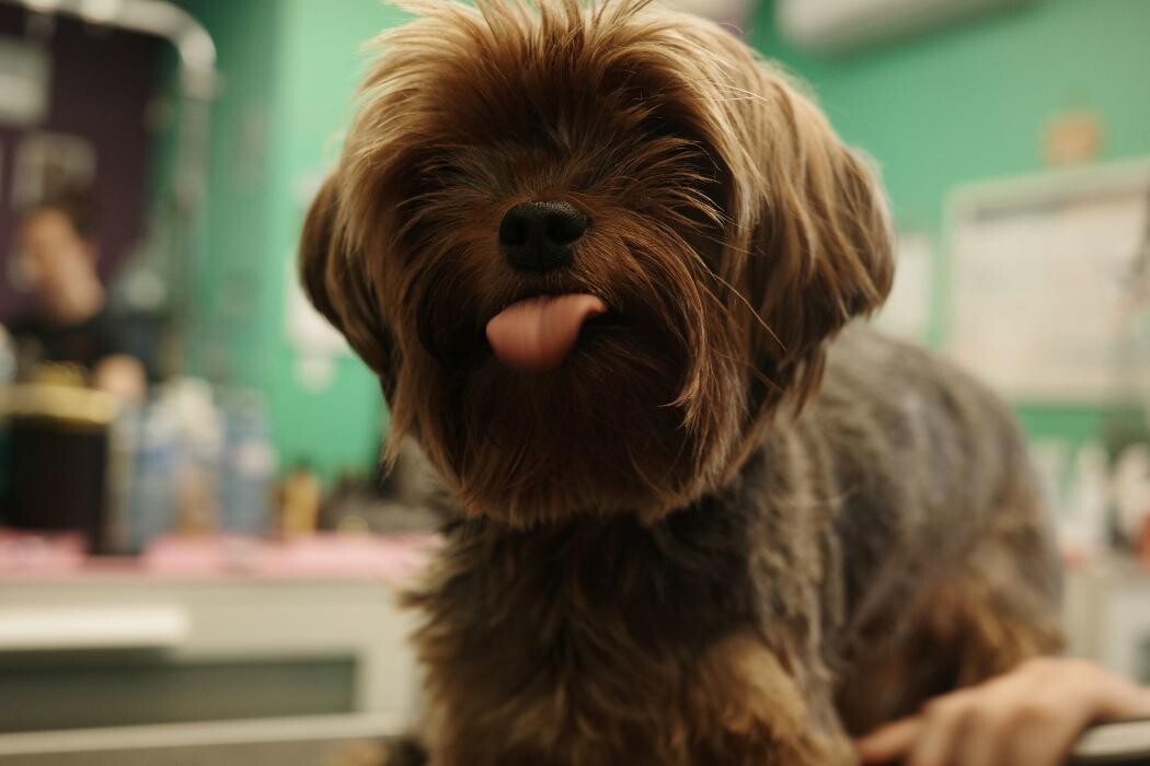 Images Pampered Pups